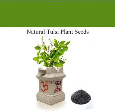 KNESSiN Herb Seed(500 per packet)