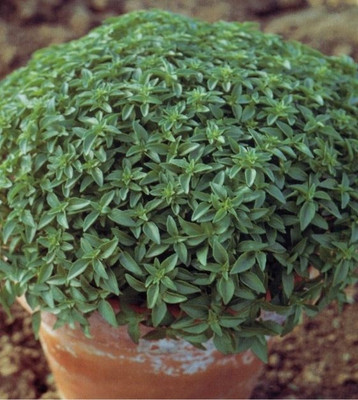 VibeX ® RXI-2 Little-Leafed Fino Verde Basil Seed(1000 per packet)