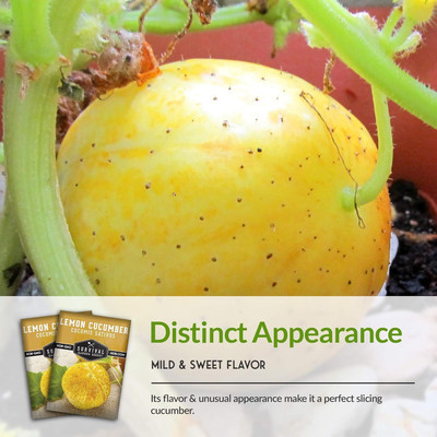 Qualtivate ICRA-4A Lemon Cucumber Seed for Planting Seed(300 per packet)