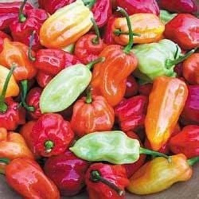 KNESSiN Organic Tobago Seasoning Pepper Seeds For Planting-(2400 Seeds) Seed(2400 per packet)