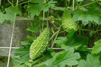 VibeX XLL-86 - Green Bitter Gourd - (100 Seeds) Seed(100 per packet)