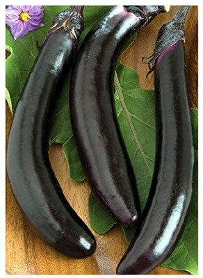 CYBEXIS Black Long Brinjal Aubergine – Orient Express (Solanum melongena)2400 Seeds Seed(2400 per packet)