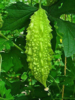 Qualtivate PUAS-1A F1 Hybrid Bitter Gourd/Karela Seed(50 per packet)