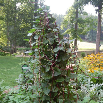 WILLVINE HUA-333 Red Malabar Spinach Seed(500 per packet)
