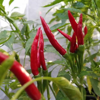 Biosnyg Fast Growing Thai Dragon Chilli Seeds for Terrace Gardening-(4000 Seeds) Seed(4000 per packet)