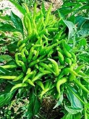 SUPRIKAM Suryamukhi very hot chili Seed(100 per packet)