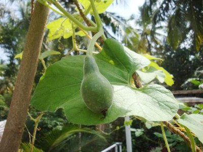 KNESSiN Hybrid Bird Nest Bottle Gourd F1-[10gm] Seed(50 per packet)