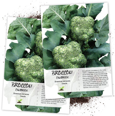 Qualtivate KXL-9AT Exotic Broccoli Seeds Seed(300 per packet)