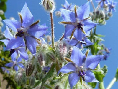 CYBEXIS XLL-1 - Borage Cucumber Flavored Leaves - (150 Seeds) Seed(150 per packet)