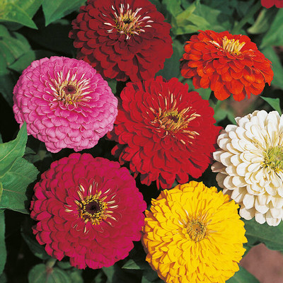 EcoFusion Zinnia double mix flower seed, Pack of 10 Seed(10 per packet)