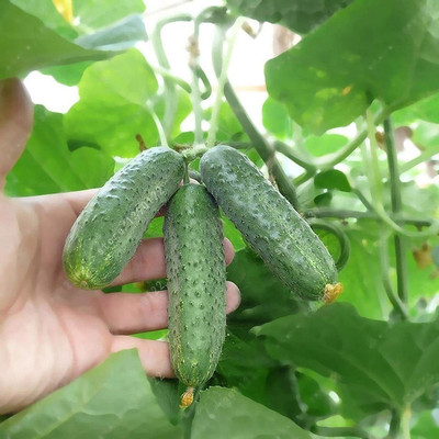 CYBEXIS Cucumber Seeds Non-GMO Healthy Green 2000 Seeds Seed(2000 per packet)