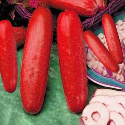 CYBEXIS F1 Red Cucumber Seeds Cucumis Sativus2000 Seeds Seed(2000 per packet)