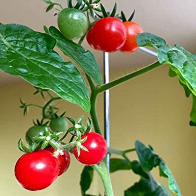 CYBEXIS Farm Rare Tomato Seeds2000 Seeds Seed(2000 per packet)