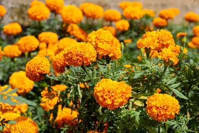 SS ONLINE marigold/gende ka phool flower seeds Seed(50 per packet)