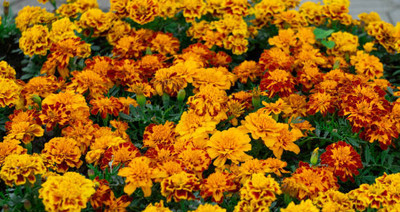 sm shop marigold/gende ka phool flower seeds Seed(25 per packet)