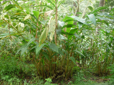 CYBEXIS HUA-99 - Cardamom -Veldode -Yallaki -EalaChai - (60 Seeds) Seed(60 per packet)