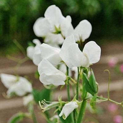 CYBEXIS Hybrid Sweet Pea Vegetable Seeds800 Seeds Seed(800 per packet)