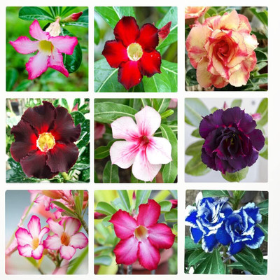 Qualtivate LX-442 Mixed Type Adenium Obesum Desert Rose Seed(30 per packet)