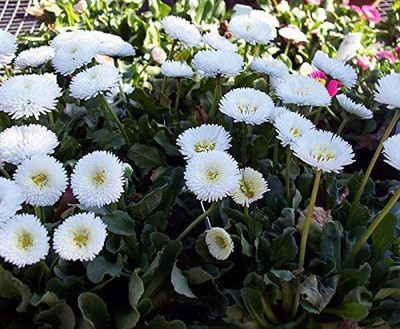 VibeX VVI-21 - Giant White Daisy (Bellis Perennis Super Enorma White) - (180 Seeds) Seed(180 per packet)