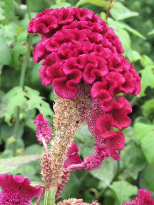 Aywal Celosia Cockscomb Seed(30 per packet)