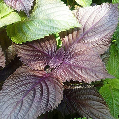 CYBEXIS PUAS-43 - Vietnamese Perilla - (2250 Seeds) Seed(2250 per packet)