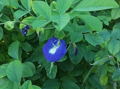 VibeX GUA-49 - Blue Butterfly Pea - (900 Seeds) Seed(900 per packet)