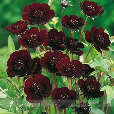 CYBEXIS Chocolate Cosmos Seeds, Professional Pack Seed(50 per packet)