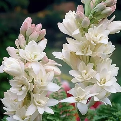 wequality Most bfragrance Tuberose/rajani gandha flower plant seeds for home Seed(32 per packet)