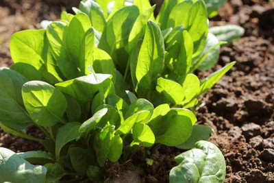 MYLAWN Palak Spinach/पालक के बीज Seed(100 per packet)