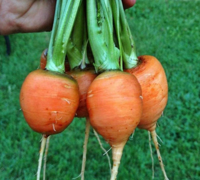CYBEXIS XLL-52 - Red Carrot Paris Market - (750 Seeds) Seed(750 per packet)