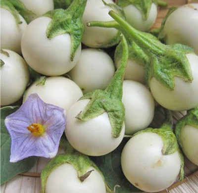 UGRA Thailand Mini White Round Brinjal Seed(2000 per packet)