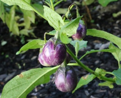 Avysa Baby Patio Eggplant Seed(100 per packet)