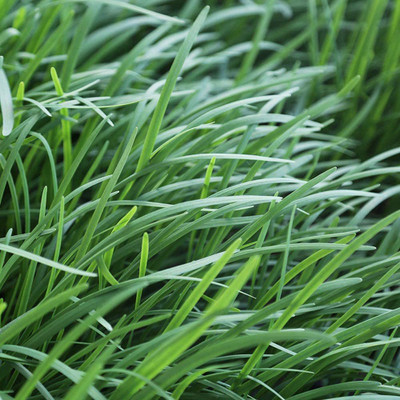 CYBEXIS VXI-19 - Garlic Chives for Planting - (2250 Seeds) Seed(2250 per packet)