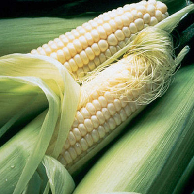 CYBEXIS LX-13 - Corn Sweet Silver Queen - (750 Seeds) Seed(750 per packet)