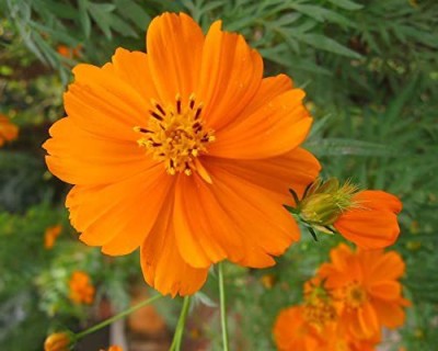 KANAYA Cosmos Orange Seeds Seed(38 per packet)