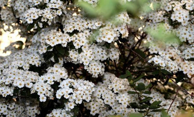 SeeGreen gypsophila flower Seed(200 per packet)