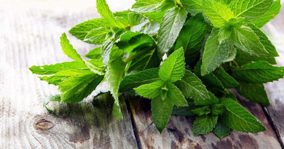 CYBEXIS VVI-55 - Lemon Balm Herb - (2250 Seeds) Seed(2250 per packet)