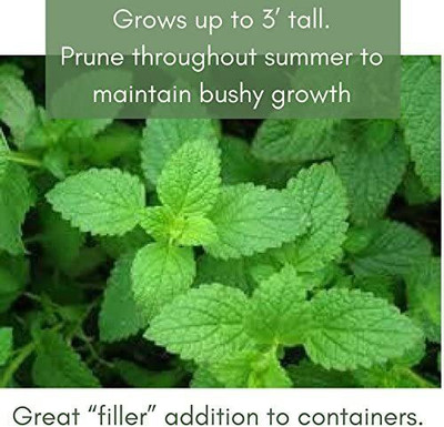 CYBEXIS HUA-65 - Peppermint Mint Herb - (150 Seeds) Seed(150 per packet)