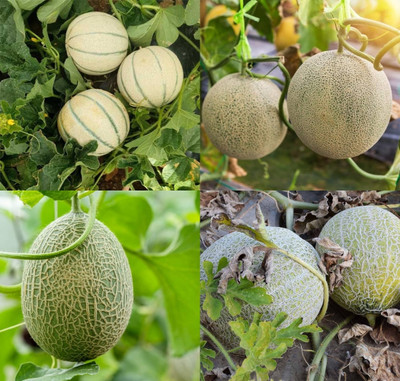 ibains Musk melon seeds for farming beej 48 Seed(48 per packet)