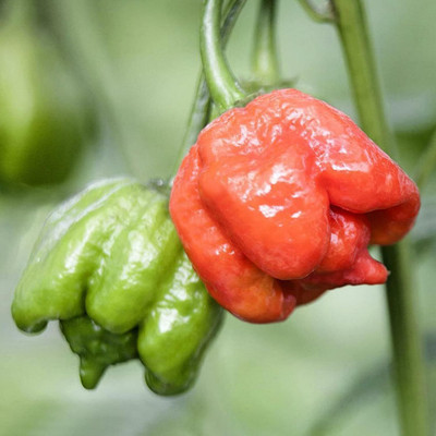 KNESSiN Chilli Scorpion Pepper Seed(200 per packet)