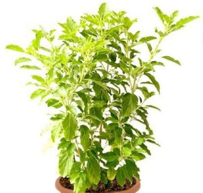 Aywal Black Tulsi Seed(30 per packet)