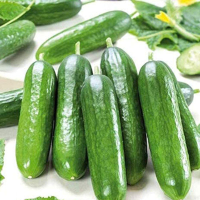 CYBEXIS Thornless Cucumber Seeds 500 Seeds Seed(500 per packet)