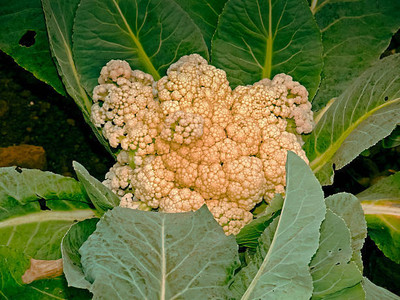 KOO Retails white cauliflower,gobhee seeds Seed(10 per packet)