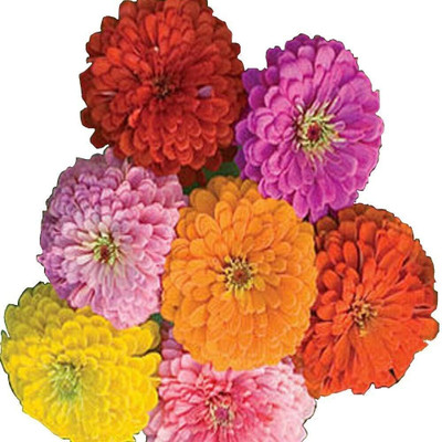 Qualtivate LXI-92 California Giant Zinnia Seeds Seed(25 per packet)