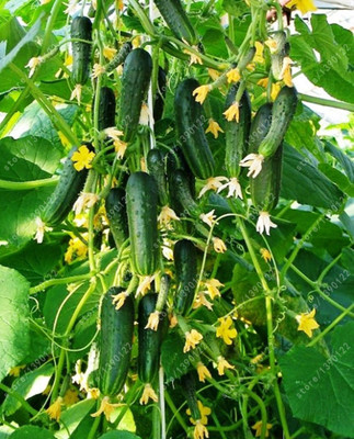 the green dotcom Japanese Mini Cucumber Seeds Seed(50 per packet)