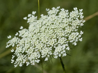 CYBEXIS XLL-18 - Ammi Majus - Bishop's Weed/Wild Carrot - (540 Seeds) Seed(540 per packet)