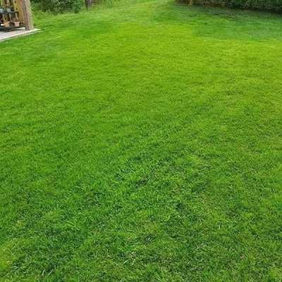 Greenfall Mexican Carpet Grass for Play Areas - 5500 Seeds per Packet Seed(5500 per packet)