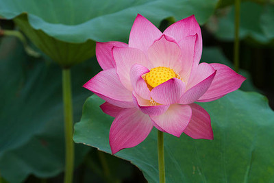 SeeGreen farm lotus,kamal gatta Seed(10 per packet)