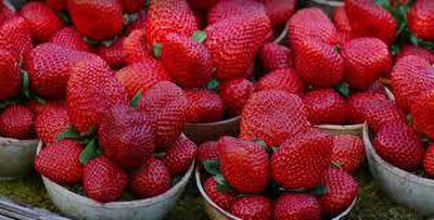 XOLDAA F1 best quality hybrid strawberry Seed(100 per packet)