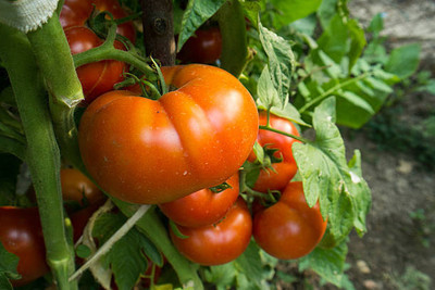 MOTREX tomato Seed(35 per packet)